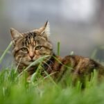 Why Does My Cat Knead? 7 Vet-Explained Reasons (And When to Worry)