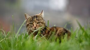 Why Does My Cat Knead? 7 Vet-Explained Reasons (And When to Worry)