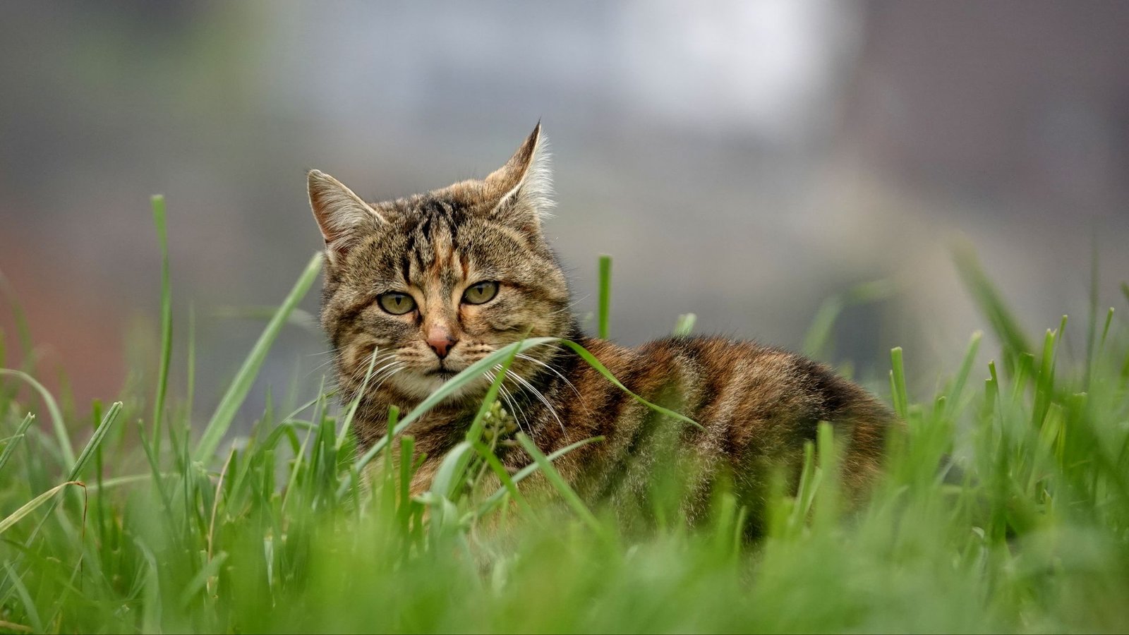 Why Does My Cat Knead? 7 Vet-Explained Reasons (And When to Worry) Why Does My Cat Knead? 7 Vet-Explained Reasons (And When to Worry)
