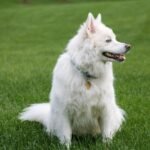 Why Does My Dog Lick Me So Much? 7 Vet-Explained Reasons (When to Worry)