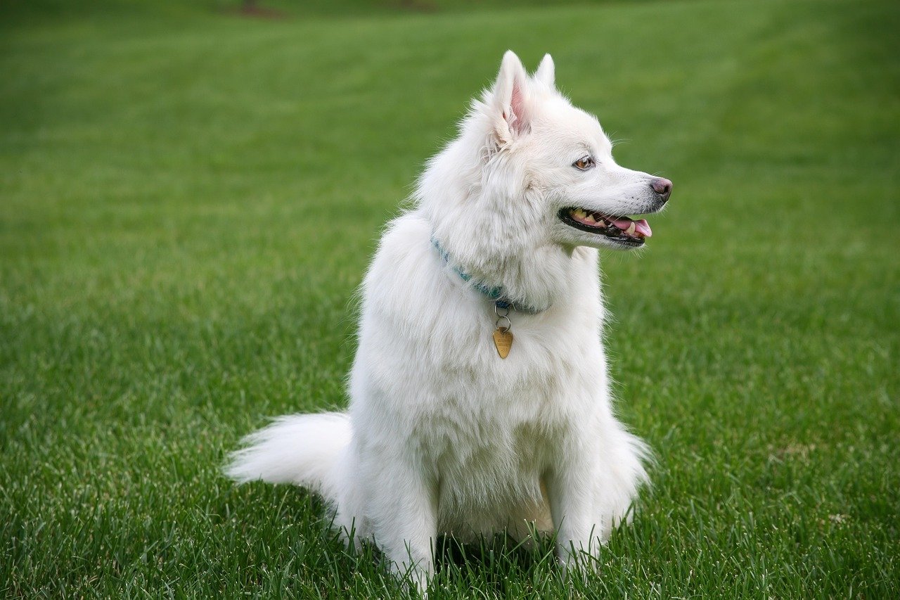 Why Does My Dog Lick Me So Much? 7 Vet-Explained Reasons (When to Worry) Why Does My Dog Lick Me So Much? 7 Vet-Explained Reasons (When to Worry)